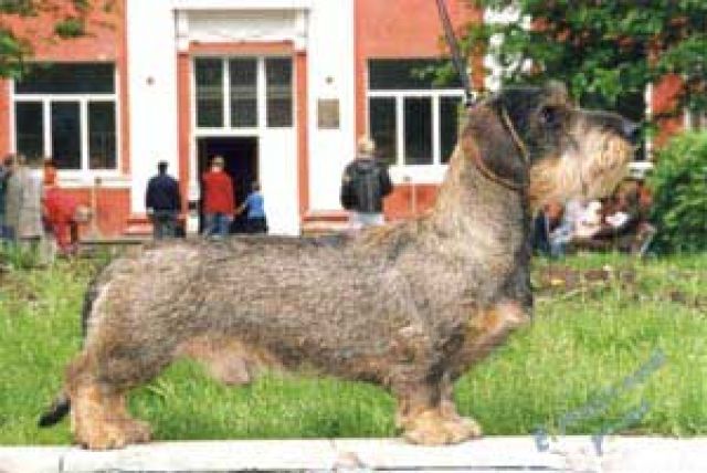Такса стандартная жесткошерстная Такса стандартная жесткошерстная
