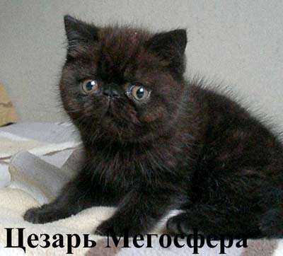 Цезарь - плюшевый экзотический котик Цезарь - плюшевый экзотический котик