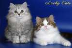 Роскошные Хайленды из питомника Lucky Cats. Линии США и Канады