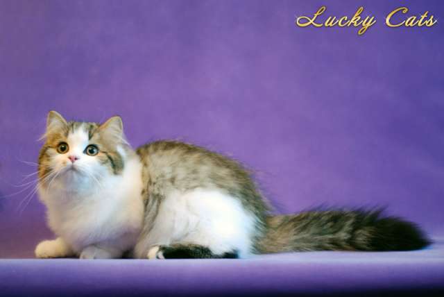 УНИКАЛЬНОЕ ПРЕДЛОЖЕНИЕ! Подробности по телефону и на сайте www.lucky-cats.ucoz.ru УНИКАЛЬНОЕ ПРЕДЛОЖЕНИЕ! Подробности по телефону и на сайте www.lucky-cats.ucoz.ru