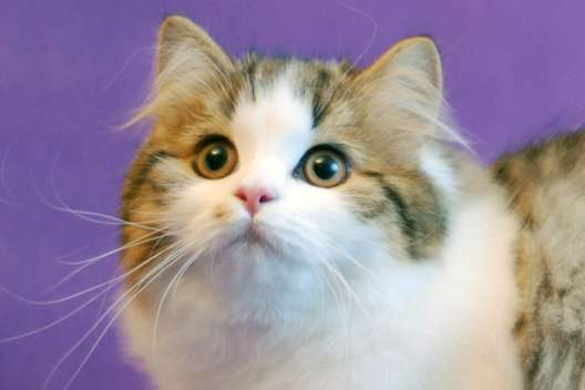 Роскошный Highland Straight! Котёнок предлагается на выгодных условиях. Роскошный Highland Straight! Котёнок предлагается на выгодных условиях.