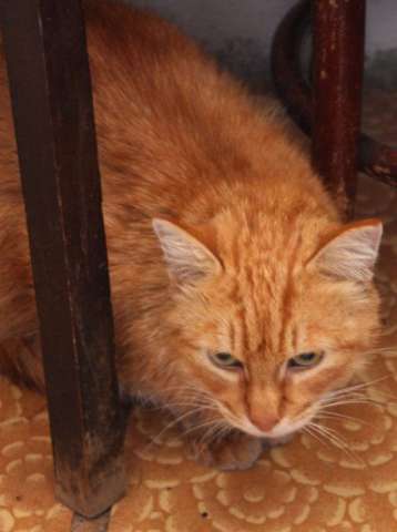 Большого Рыжего Кота В Хорошие Руки! Большого Рыжего Кота В Хорошие Руки!