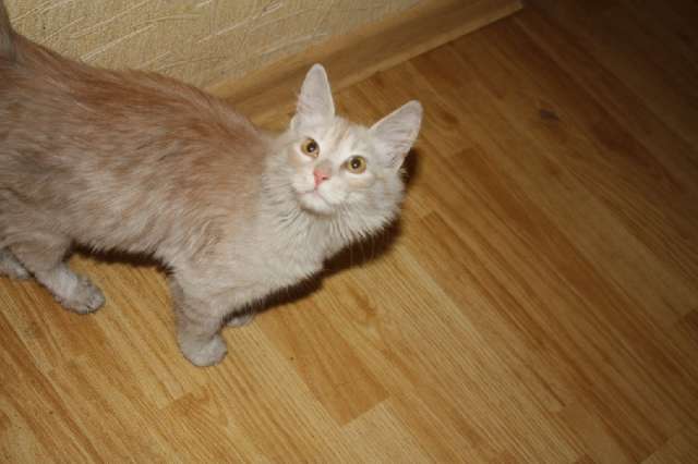дайте шанс на жизнь рыжику!коте 4-5 месяцев! дайте шанс на жизнь рыжику!коте 4-5 месяцев!