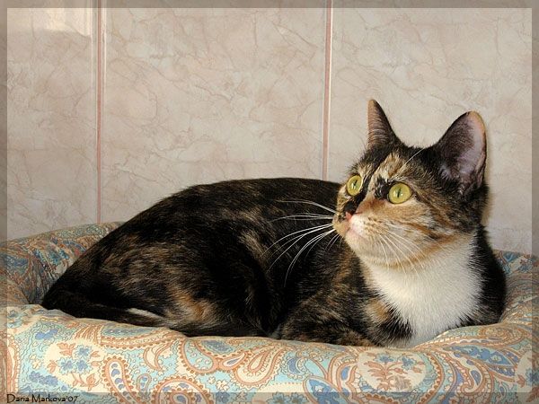 Яркая красавица кошка Луиза, европейская короткошерстная Яркая красавица кошка Луиза, европейская короткошерстная
