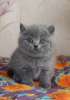 Британские плюшевые котята ШОу класса голубые и лиловые