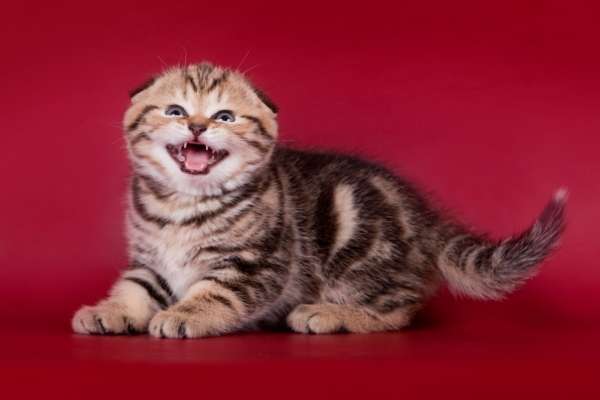 Шотландские вислоухие котята и скотишстрайт разноцветные Шотландские вислоухие котята и скотишстрайт разноцветные