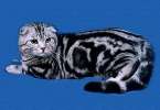 вязка с вислоухим серебристым мраморным котом