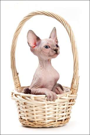 Продаю котят породы кошки КАНАДСКИЙ СФИНКС из питомника Cats4People Продаю котят породы кошки КАНАДСКИЙ СФИНКС из питомника Cats4People