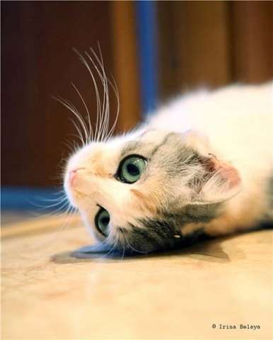 Адель, Кошка с такииими глазами! Адель, Кошка с такииими глазами!