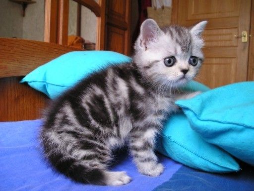 БРИТАНСКИЕ и ШОТЛАНДСКИЕ ВИСЛОУХИЕ, ЭКЗОТЫ и ПЕРСЫ котята МОДНЫХ ОКРАСОВ БРИТАНСКИЕ и ШОТЛАНДСКИЕ ВИСЛОУХИЕ, ЭКЗОТЫ и ПЕРСЫ котята МОДНЫХ ОКРАСОВ