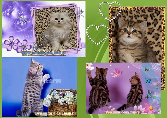 ЯРКИЕ, НАРЯДНЫЕ БРИТАНСКИЕ КОТЯТА В РИСОВАННОЙ ШУБКЕ ! 8-905-572-70-72 ЯРКИЕ, НАРЯДНЫЕ БРИТАНСКИЕ КОТЯТА В РИСОВАННОЙ ШУБКЕ ! 8-905-572-70-72