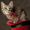 Каталог котов производителей www.VipCats.info Каталог котов производителей www.VipCats.info
