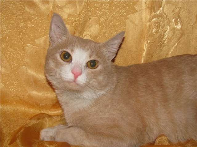 Кремовый кот Печенька ищет дом Кремовый кот Печенька ищет дом