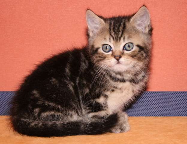 ШОТЛАНДСКИЕ КОТЯТА К НОВОМУ ГОДУ!!! ШОТЛАНДСКИЕ КОТЯТА К НОВОМУ ГОДУ!!!