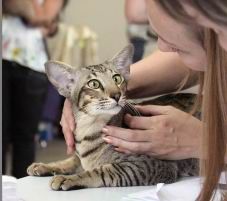кот приглашает на вязку сиамских и ориентальных кошек кот приглашает на вязку сиамских и ориентальных кошек