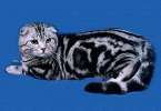 вязка с вислоухим серебристым мраморным котом