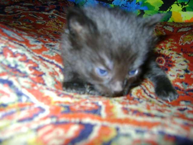 Бомбейские котятки - 1 мес Бомбейские котятки - 1 мес
