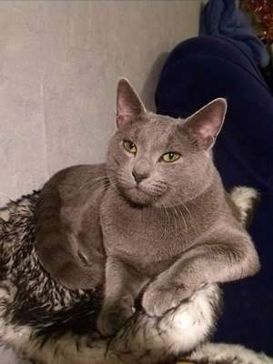 Вязка с Русским голубым котом Вязка с Русским голубым котом