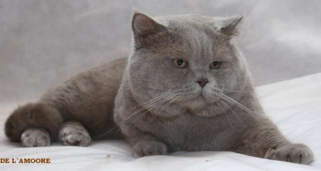Британский,Скоттиш страйт коты вязка Британский,Скоттиш страйт коты вязка