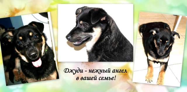 Джуди - нежный ангел в вашей семье. Джуди - нежный ангел в вашей семье.