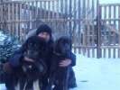 Тибетский мастиф