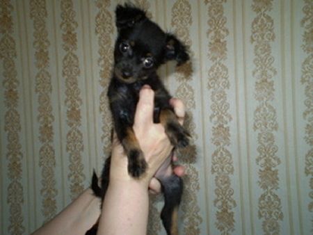 Чихуахуа щенки, русского той терьера щенки Чихуахуа щенки, русского той терьера щенки
