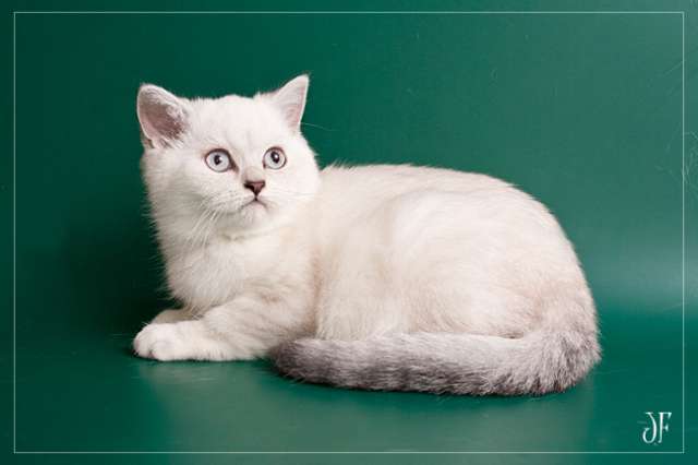 Шотландский котик серебристый колор-пойнт Шотландский котик серебристый колор-пойнт