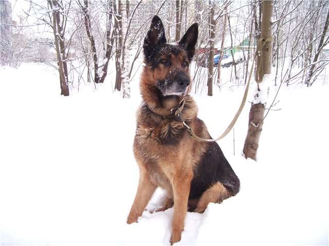 Золотой пес! Шикарный кобель немецкой овчарки в добрые руки! Золотой пес! Шикарный кобель немецкой овчарки в добрые руки!