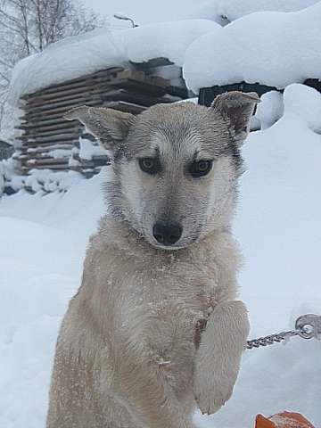 Волчок ищет дом!