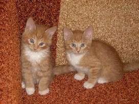 Сибирские котята котики в дар Сибирские котята котики в дар