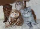 Британские котята, Вислоухие котята Клубные ждут Вас в питомнике Мон Ами