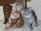 Британские котята, Вислоухие котята Клубные ждут Вас в питомнике Мон Ами