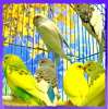Волнистые попугаи редких окрасов; перламутровые, альбиносы, пёстрые, жёлтолицые, латиносы, с коричне