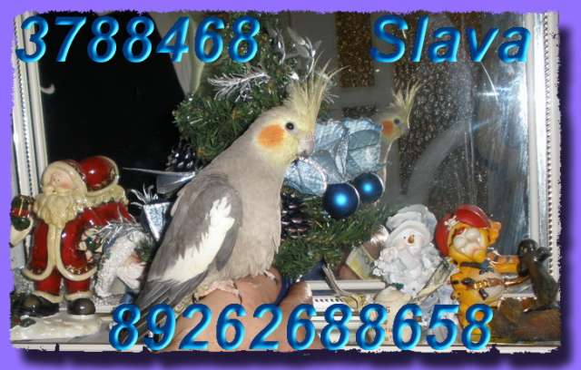 Купи кореллу, 5 кг. корма в подарок. Купи кореллу, 5 кг. корма в подарок.
