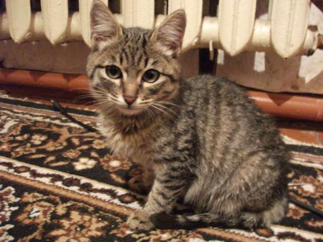 Ласковый котик в дар Ласковый котик в дар