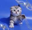 Вислоухие мраморные котята 8-905-734-55-65