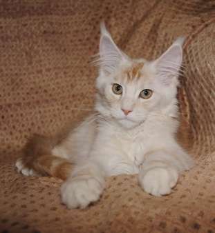 Котята породы мейн-кун Котята породы мейн-кун
