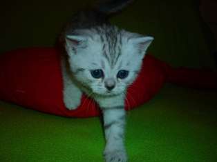 Британский котёнок Британский котёнок