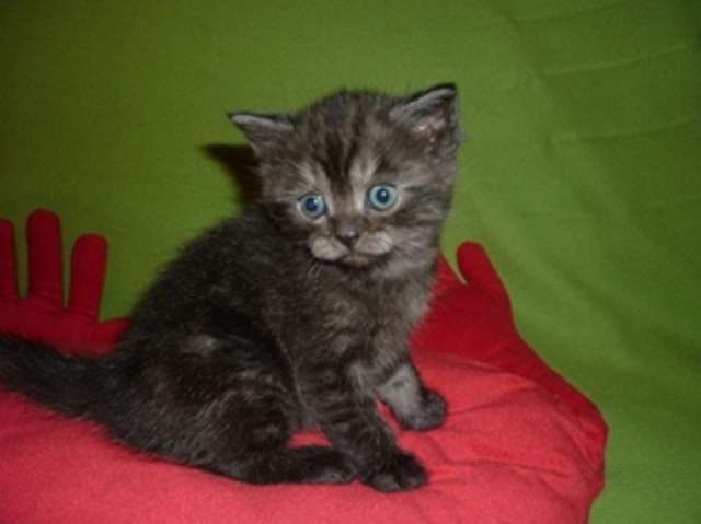 Британский котёнок Британский котёнок