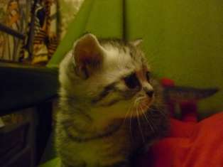 Британский котёнок Британский котёнок