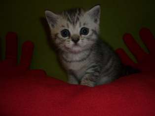 Британский котёнок Британский котёнок