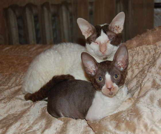Корниш рекс кудрявые котята. Корниш рекс кудрявые котята.