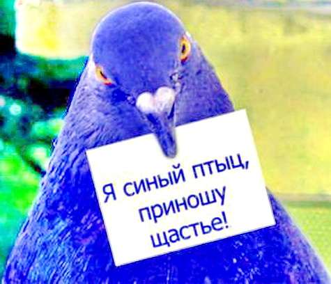 Беру птиц, попугаев, пернатых на передержку, Приму в дар. Беру птиц, попугаев, пернатых на передержку, Приму в дар.
