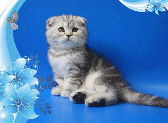 Шотландские вислоухие котята - продажа 8-905-734-55-65 Шотландские вислоухие котята - продажа 8-905-734-55-65