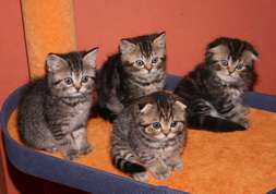 Шотландские котята для вас!!!! Шотландские котята для вас!!!!