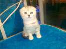 Шотландские (вислоухие и прямоухие) котята от Гранд Интер Чемпиона Antuana сынаЧемп мира Ак Барса