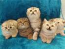 Шотландские (вислоухие и прямоухие) котята от Гранд Интер Чемпиона Antuana от8000 руб