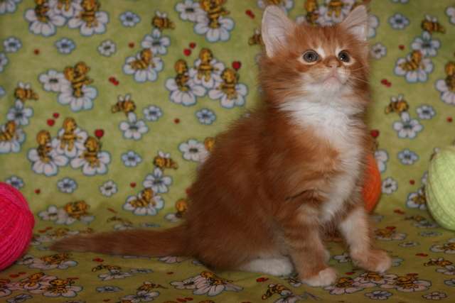 мейн кун котята из питомника мейн кун котята из питомника