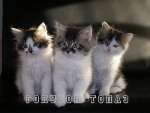 Отдам котят Отдам котят