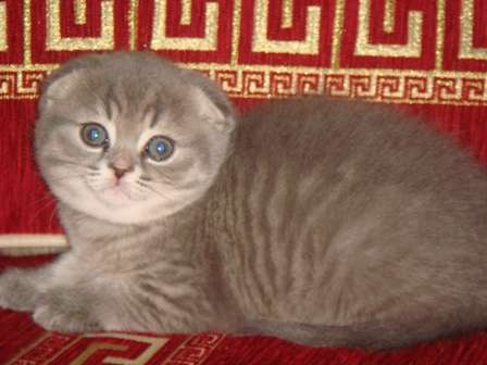 Шотландские и шотландские вислоухие котята Шотландские и шотландские вислоухие котята